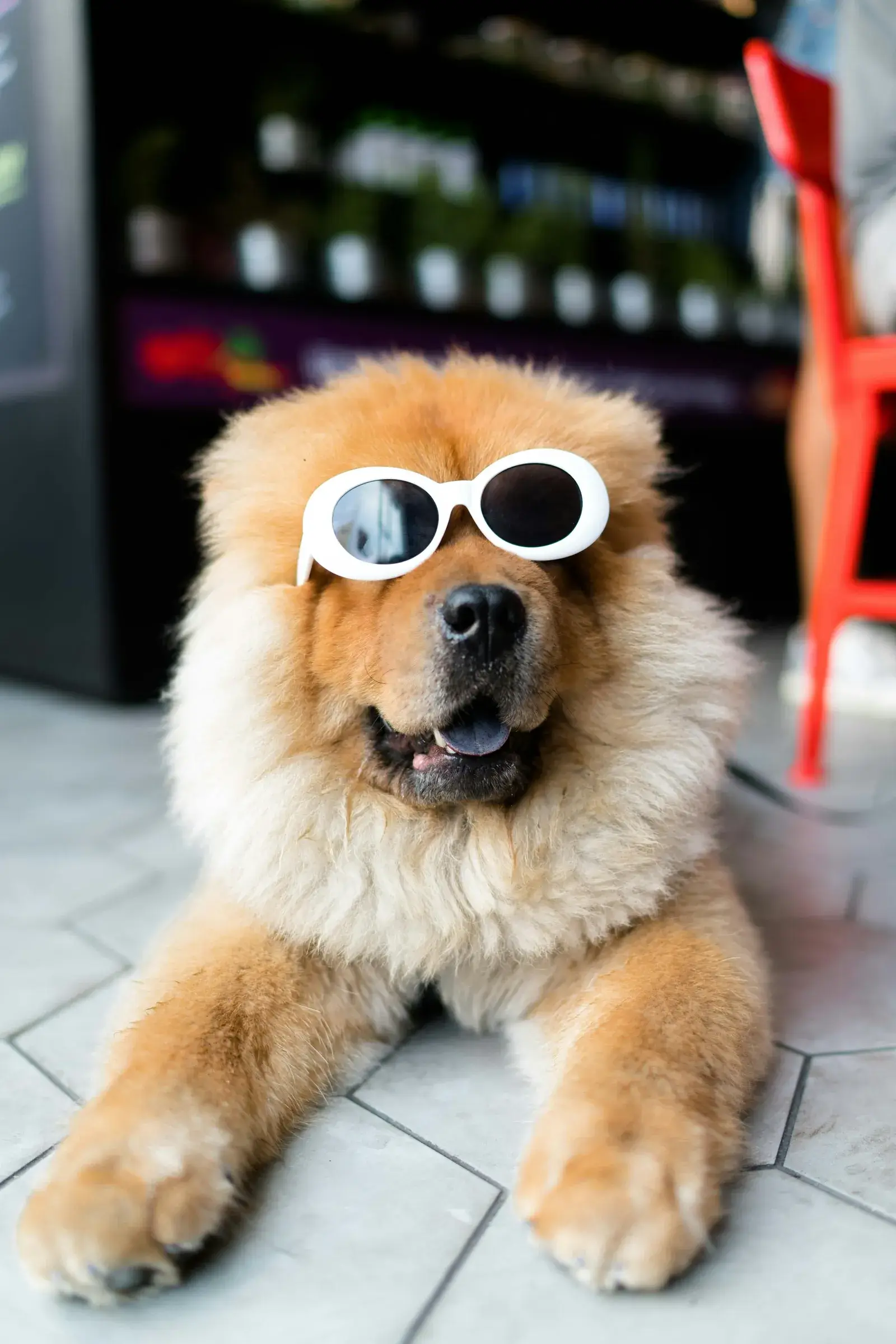 Fluffy Chow Chow rocking sunglasses at daycare