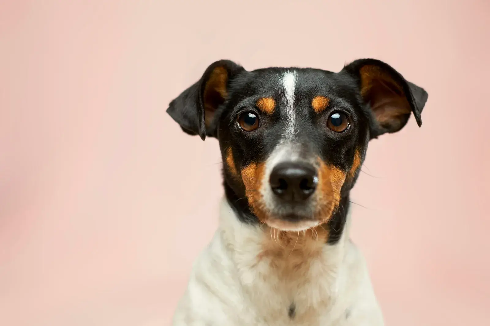 Jack Russell terrier portrait — poised and pampered